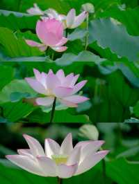 🪷 廣州夏日限定｜螺湧公園荷花拍照全攻略