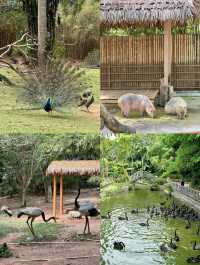 2025年暑假深圳野生動物園避坑指南