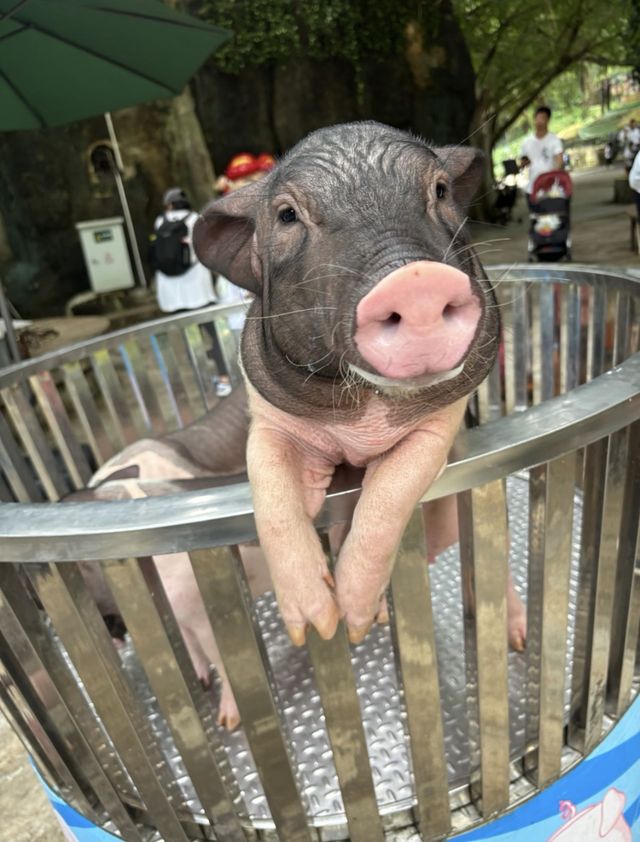 2025年暑假深圳野生動物園避坑指南