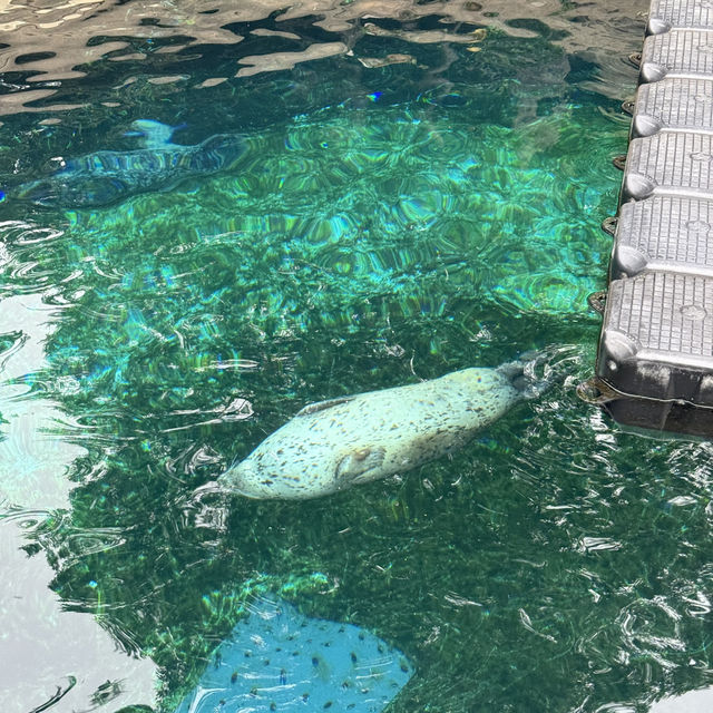 【カナダ バンクーバー】カナダ国内最大級の水族館🦭