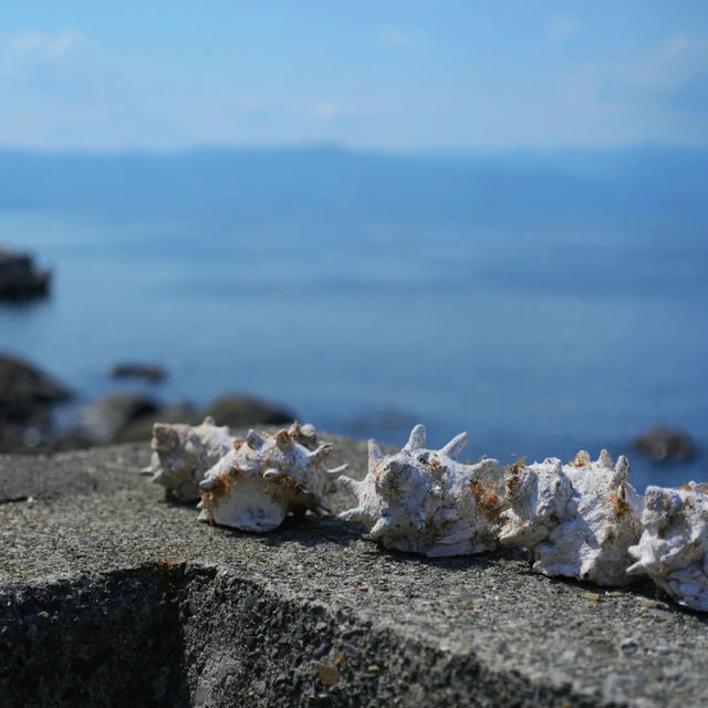 【東京周邊離島！初島的檸檬黃夏天太治愈啦～】