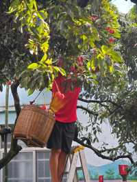 古村、紅荔、老碉樓——瓜嶺村的治癒系漫遊