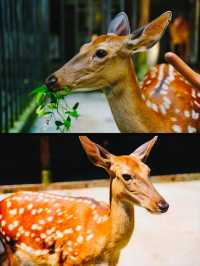 成都周邊1.5小時 | 行山避暑、玩水、睇動物