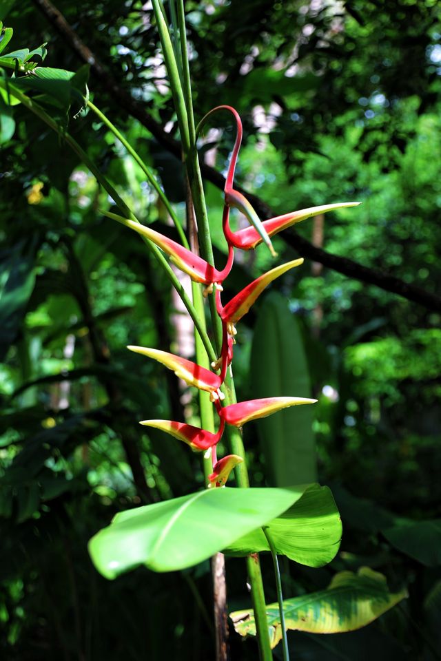 西雙版納|走進熱帶植物園，開啟一場奇幻的自然之旅