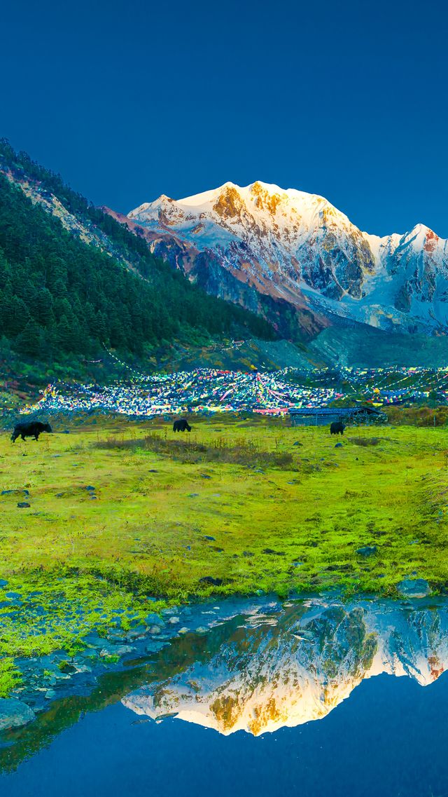 墨脫的茶香之旅