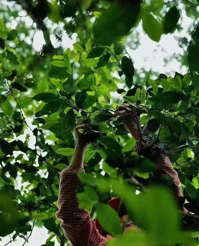 景邁山：隱藏在雲端的土著生活