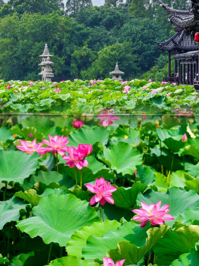 以為西湖嘅荷花已經夠靚!直到去咗鎮江金山寺🪷 以為西湖嘅荷花已經夠靚!直到去咗鎮江金山寺🪷