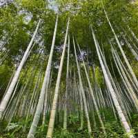 This is the Legendary Bamboo Forest of Crouching Tiger