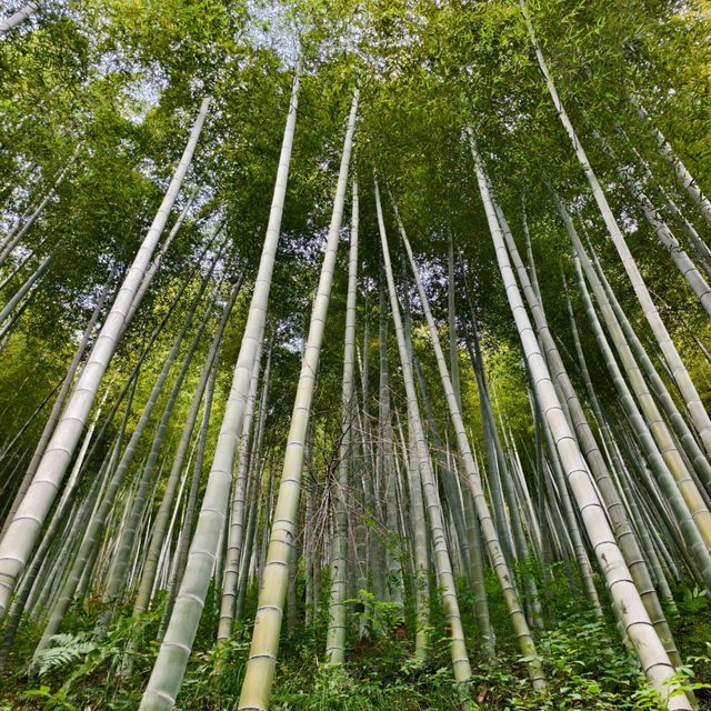 This is the Legendary Bamboo Forest of Crouching Tiger