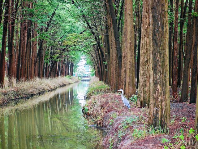 水城慢生活,雙倍綠色暴擊!溱湖濕地+李中森林一日遊。 水城慢生活,雙倍綠色暴擊!溱湖濕地+李中森林一日遊。