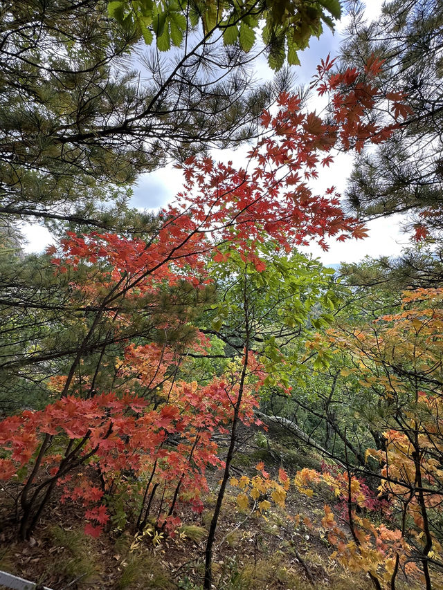 長白山紅石峯生態風景區紅楓染紅了峯頂