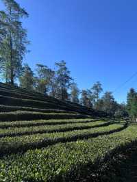 騰衝小眾秘境大地茶海人均50get茶園大片