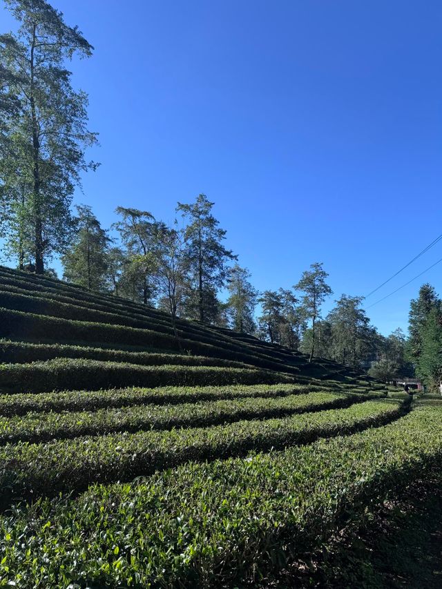 騰衝小眾秘境大地茶海人均50get茶園大片 騰衝小眾秘境大地茶海人均50get茶園大片