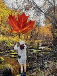 秋季本溪十月賞楓葉（附攻略）人比楓葉多