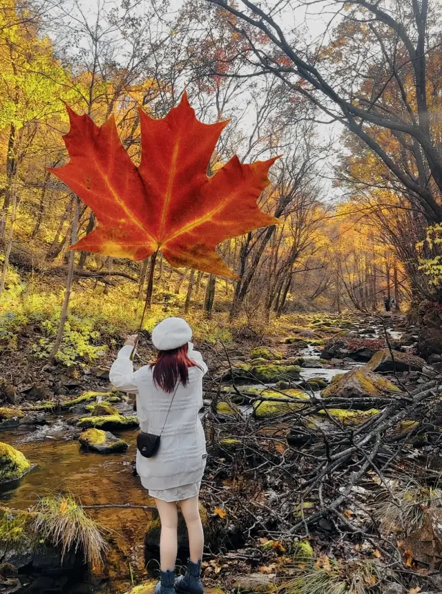 秋季本溪十月賞楓葉（附攻略）人比楓葉多