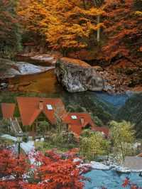 別卷國外了!四川光霧山,藏著中國紅葉的「天花板」