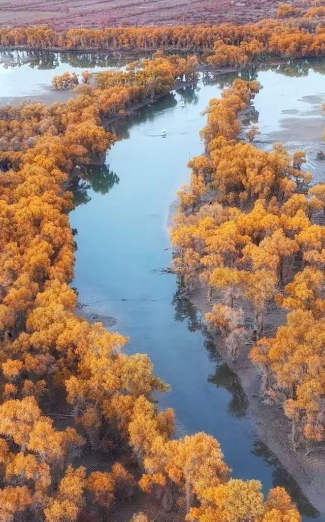 千年胡楊林 千年胡楊林