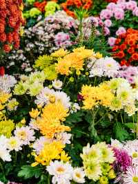 來武漢江灘賞菊吧