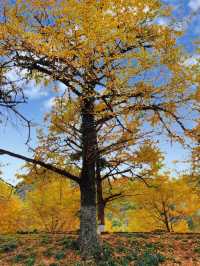 被時光遺忘的金色童話！錯過再等一年！