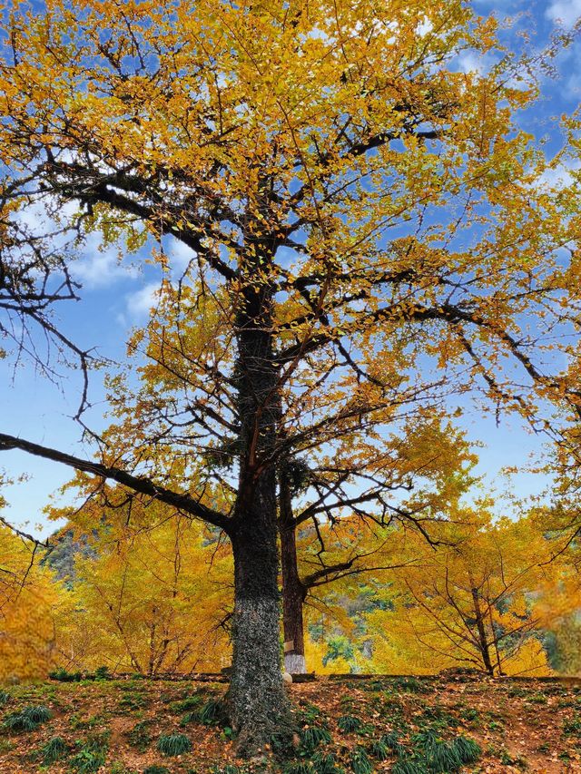 被時光遺忘的金色童話！錯過再等一年！
