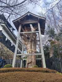 名古屋周邊一日遊～犬山城