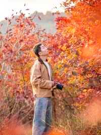 鄭州周邊秋日私藏線!賞千年銀杏,看紅葉漫山