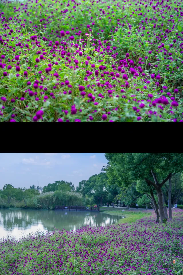 闖入油畫世界！沙家浜的秋天美到窒息！