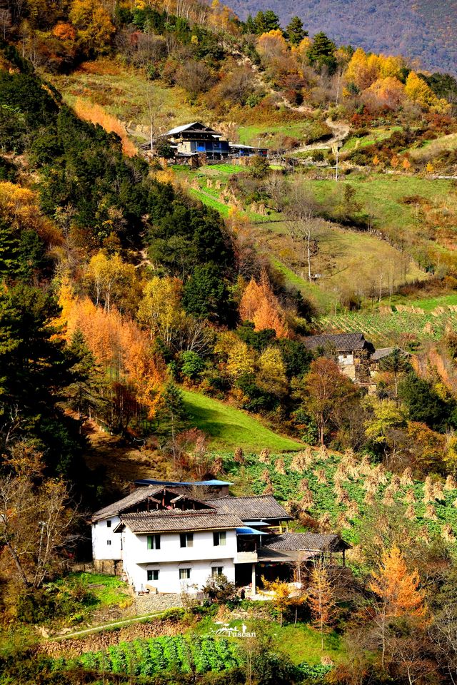 這裡的秋色不等人