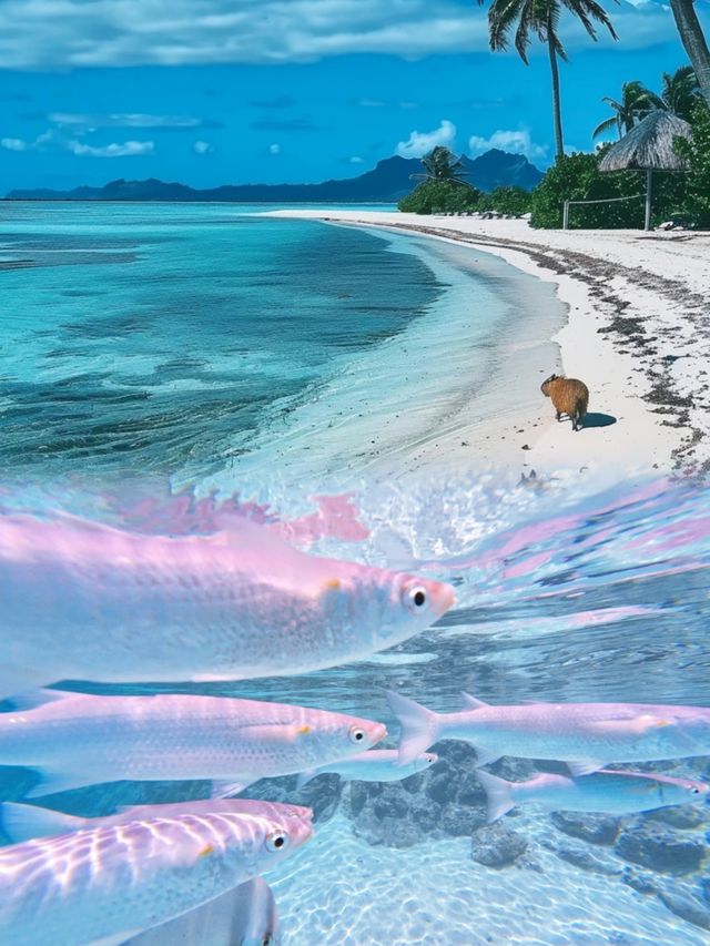 海島界的愛馬仕！波拉波拉島5天4晚擺爛攻略，躺平都能美出片