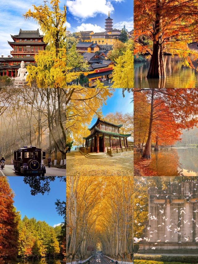 一句梧桐美，種滿南京城