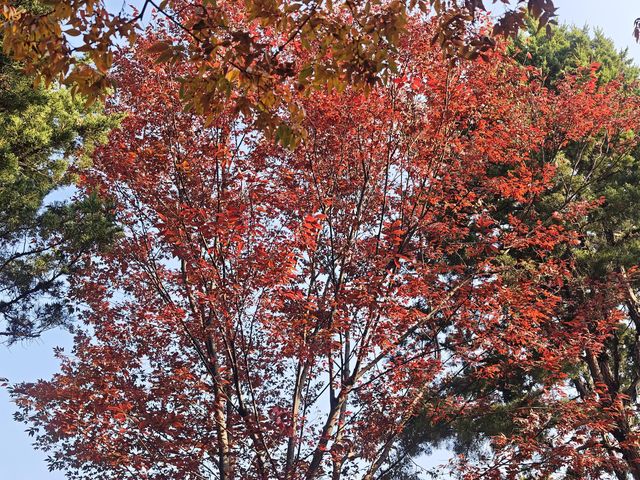 高效打卡經典路線，親測不踩雷！