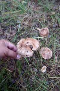 秒變採蘑菇的小伙子