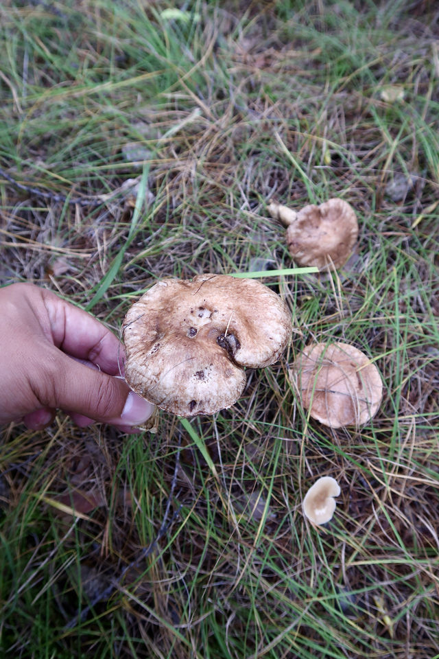 秒變採蘑菇的小伙子