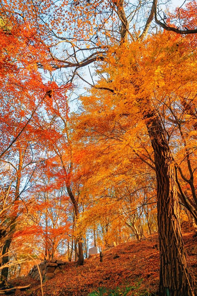 賞楓必去小眾秘境