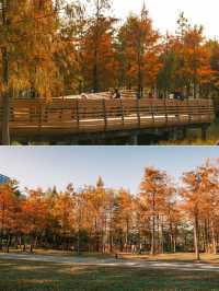 深圳追一場秋日童話