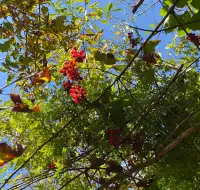 四明山蜘蛛嶺，秋日封神之作！