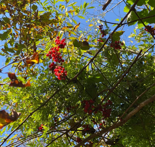 四明山蜘蛛嶺，秋日封神之作！