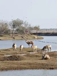 鹽城｜江蘇肯尼亞名不虛傳