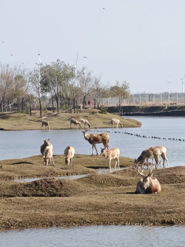 鹽城｜江蘇肯尼亞名不虛傳