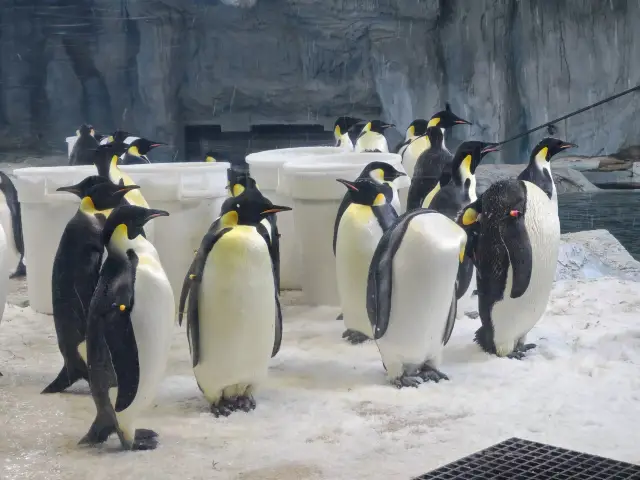 珠海長隆海洋王國~兩日遊