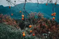 永嘉東爐村|秋日限定的「柿」外桃源