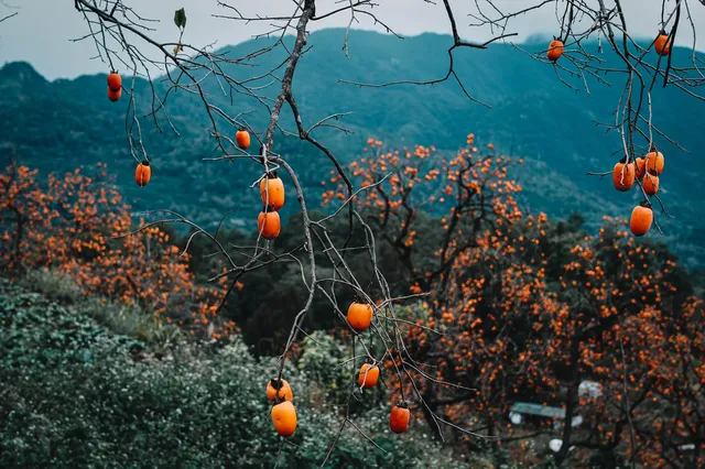 永嘉東爐村|秋日限定的「柿」外桃源 永嘉東爐村|秋日限定的「柿」外桃源