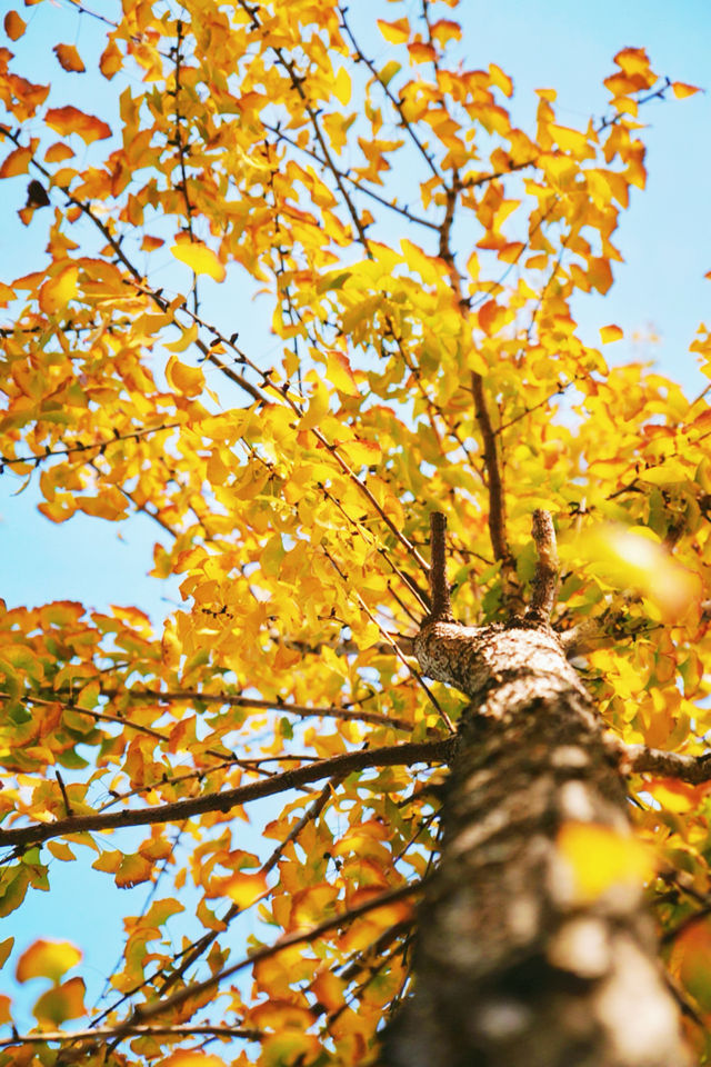 12月預告｜承天寺銀杏黃，是古城最絕的秋意