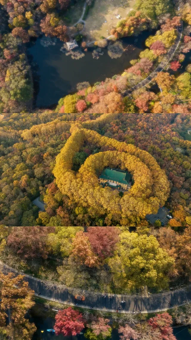 暮秋風起染金陵 我拍到一整個南京的秋天 暮秋風起染金陵 我拍到一整個南京的秋天