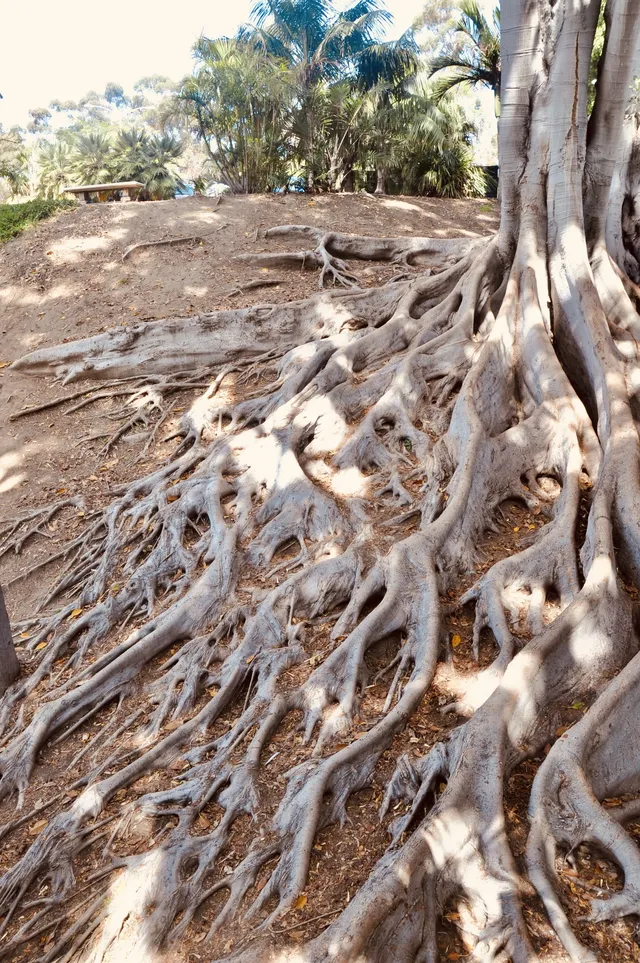 聖地牙哥真正的寶藏,是這個氛圍感逆天的公園 聖地牙哥真正的寶藏,是這個氛圍感逆天的公園