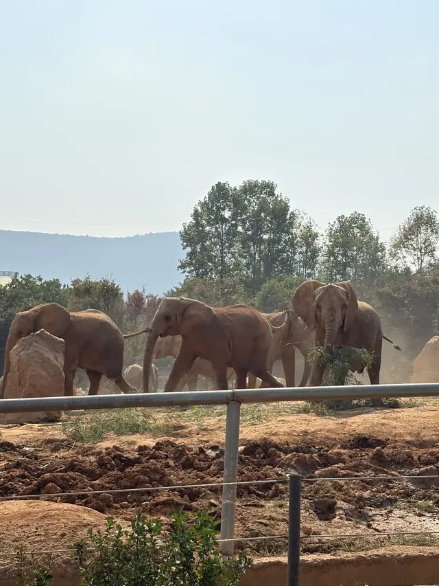 太湖龍之夢秋日奇遇動物界顯眼包集合! 太湖龍之夢秋日奇遇動物界顯眼包集合!