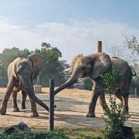 上海野生動物園免費衝！粉紅火烈鳥+大象互毆，值回折騰