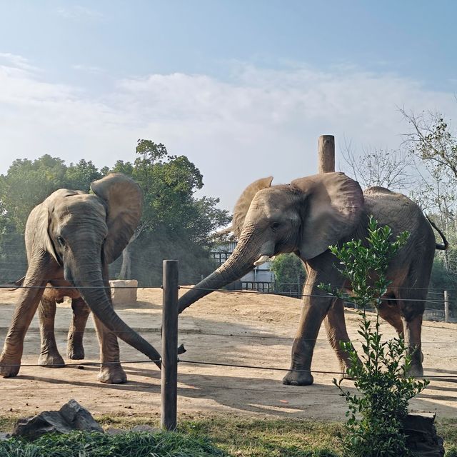 上海野生動物園免費衝！粉紅火烈鳥+大象互毆，值回折騰