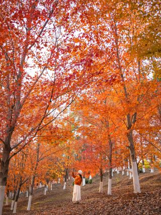 11月26日実写 文華学院の紅葉濃度100%
