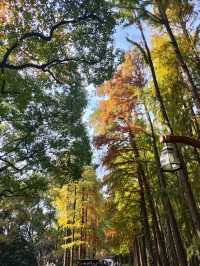 上海共青森林公園|秋日限定浪漫被我發現了